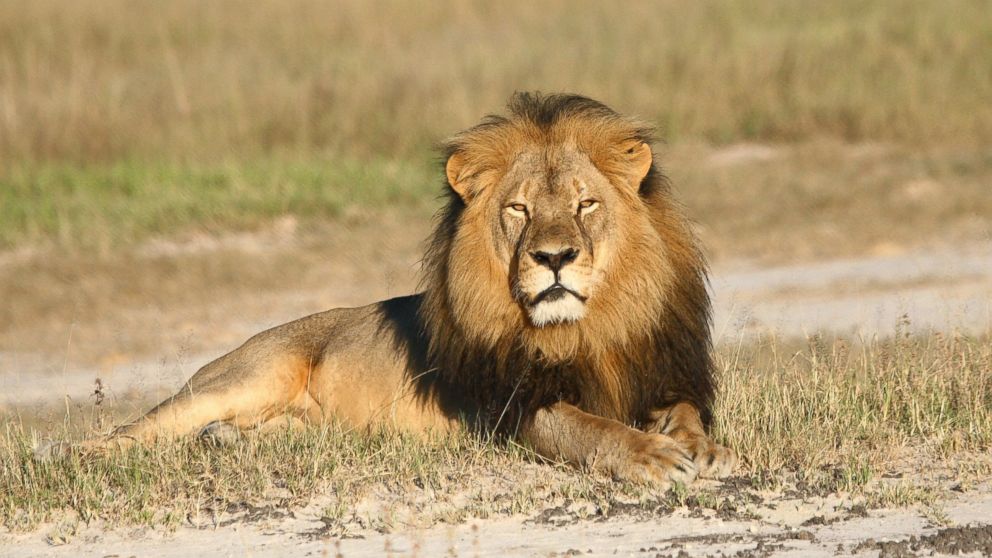 PHOTO: In this undated photo provided by the Wildlife Conservation Research Unit, Cecil the lion rests in Hwange National Park, in Hwange, Zimbabwe.