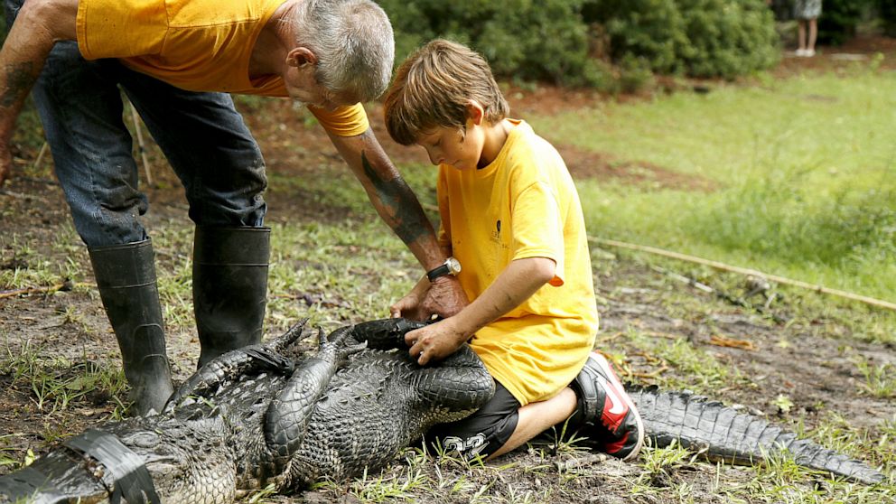 Joey Maffo, 12, grandson of Joe Maffo, left, owner of Critter Management, helps secure an 8-foot alligator, Aug. 15, 2013, after the seventh-grader snagged it at a lagoon ringed by homes in Hilton Head Plantation, S.C.