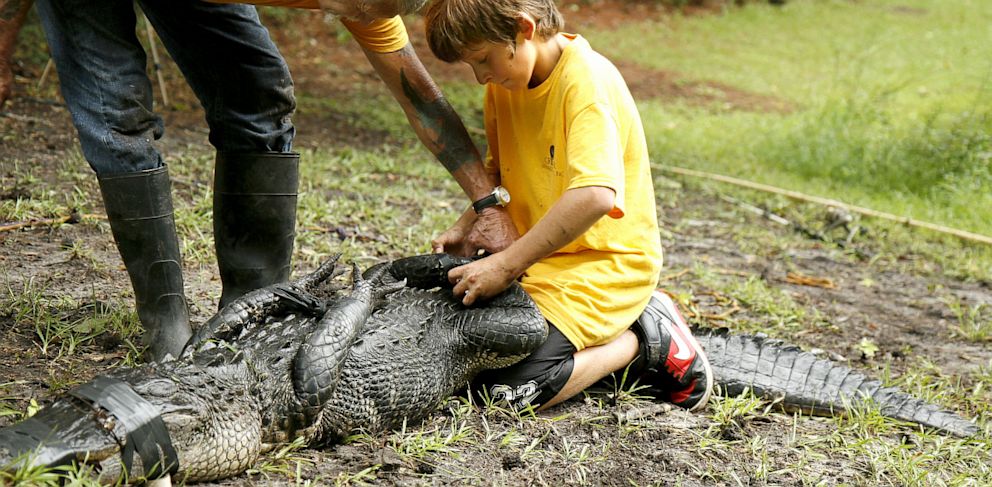 South Carolina Boy Nabs Alligator That Bit Woman - Abc News