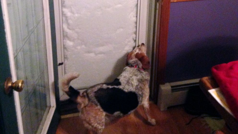 PHOTO: In this photo provided by Patrick Bryne, his dog, Bonnie, sniffs a door  blocked with snow, Nov. 18, 2014, in South Buffalo, N.Y.