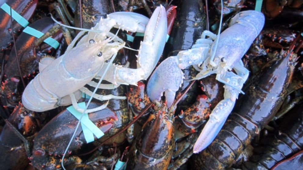 Albino Lobsters To Giant Swordfish Fishermen S Most Unusual Catches Abc News