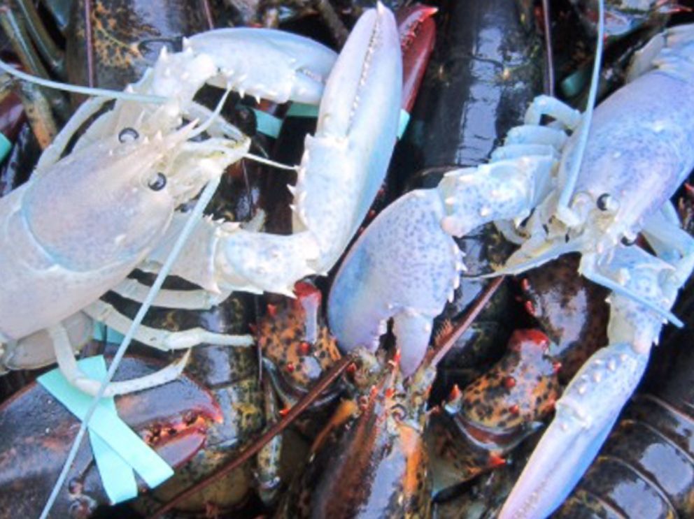 PHOTO: In this photo provided by Owls Head Lobster Company, two albino lobsters sit in a crate with other lobsters at Owls Head Lobster Company in Owls Head, Maine on Sept. 5, 2014. 