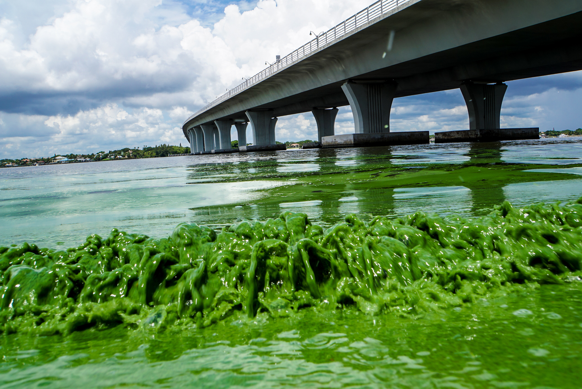 PHOTO: Water full of algae laps along the Sewell's Point shore on the St. Lucie River under an Ocean Boulevard bridge, June 27, 2016.