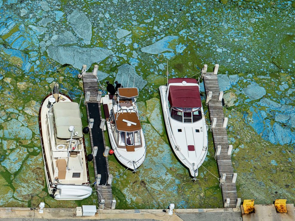 PHOTO: Boats docked at Central Marine in Stuart, Fla., are surrounded by blue green algae, June 29, 2016. Officials want federal action along the stretch of Floridas Atlantic coast where the governor has declared a state of emergency over algae blooms.