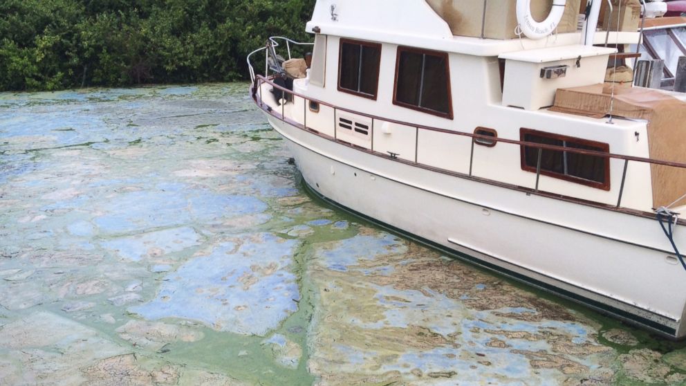 PHOTO: Algae covered water at Stuart's Central Marine boat docks is thick, June 30, 2016, in Stuart, Fla.