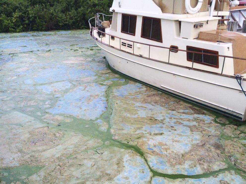 PHOTO: Algae covered water at Stuarts Central Marine boat docks is thick, June 30, 2016, in Stuart, Fla.
