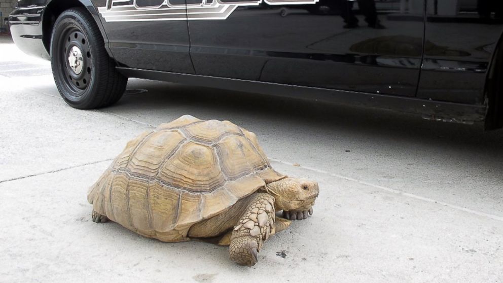 This Aug. 2, 2014 photo provided by the Alhambra Police Department shows a giant 150-pound tortoise who was found wandering the streets of Alhambra, Calif. 