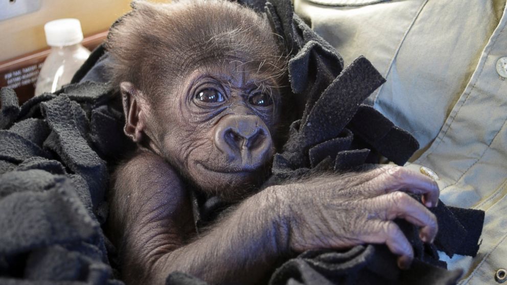 PHOTO: Kamina, a baby Western Lowland gorilla, arrives in Cincinnati by private plane, Sept. 22, 2014.
