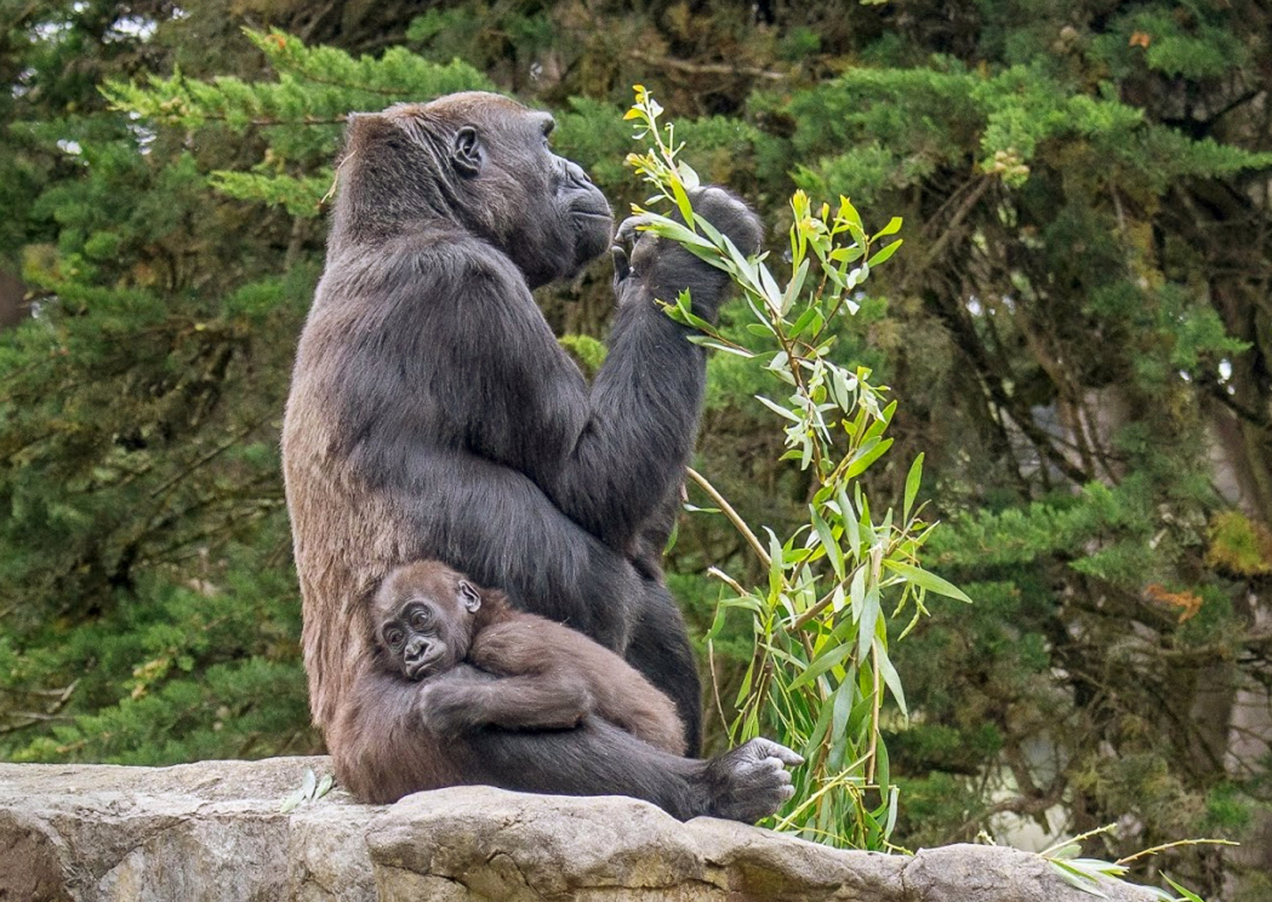 PHOTO: San Francisco Zoo's baby female lowland gorilla, named Kabibe, with her grandmother, Bawang, is seen in this June 12, 2014 photo.