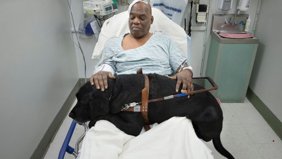 PHOTO: Cecil Williams pets his guide dog Orlando in his hospital bed following a fall onto subway tracks from the platform at 145th Street, Dec. 17, 2013, in New York. 