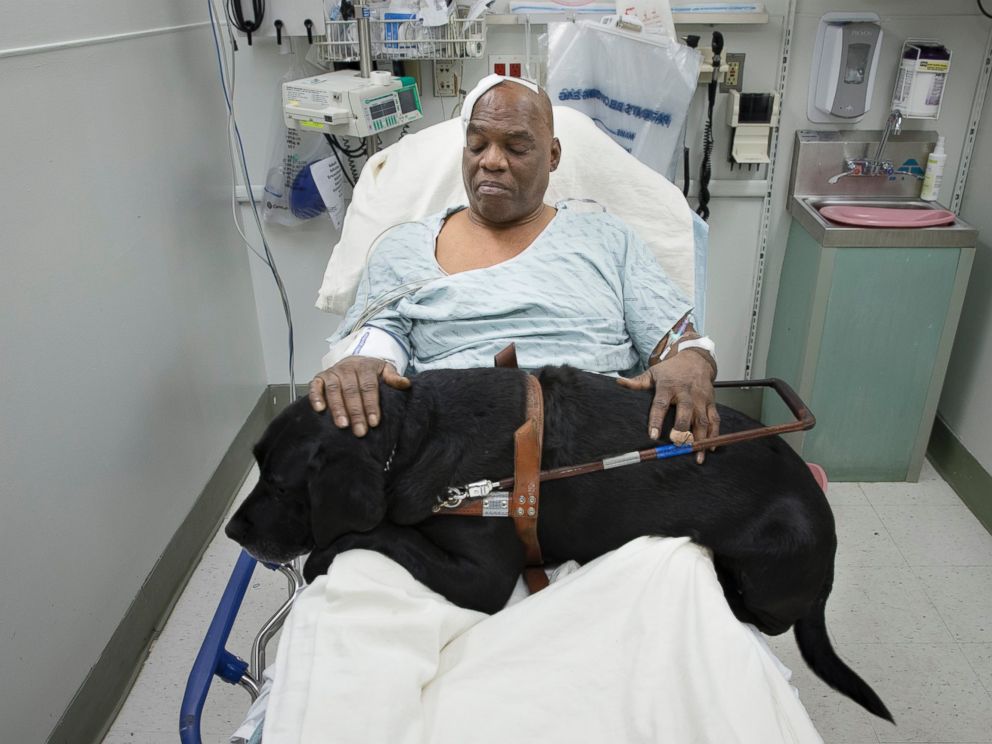 PHOTO: Cecil Williams pets his guide dog Orlando in his hospital bed following a fall onto subway tracks from the platform at 145th Street, Dec. 17, 2013, in New York.