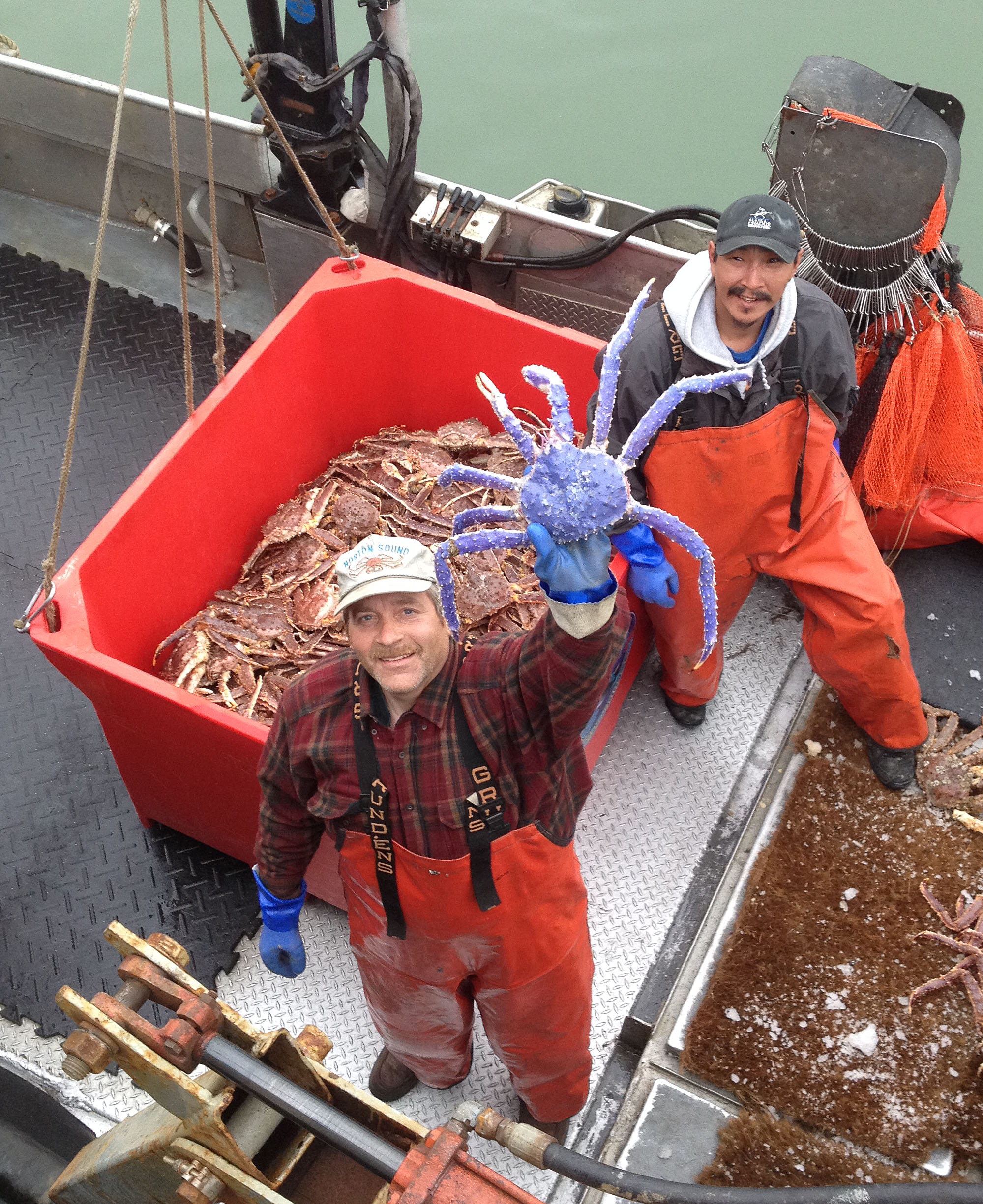 PHOTO: Crab fisherman Frank McFarland, left, holds up a rare blue-colored red king crab he caught in his commercial crabbing pots as Frank Kavairlook Jr., right, looks on in Nome, Alaska, July 4, 2014.
