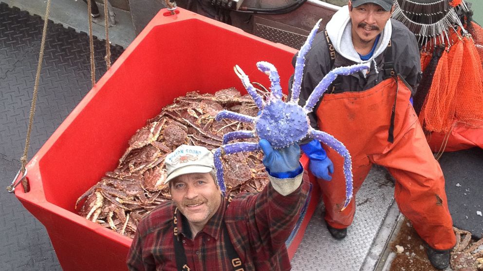 Crab fisherman Frank McFarland, left, holds up a rare blue-colored red king crab he caught in his commercial crabbing pots as Frank Kavairlook Jr., right, looks on in Nome, Alaska, July 4, 2014.