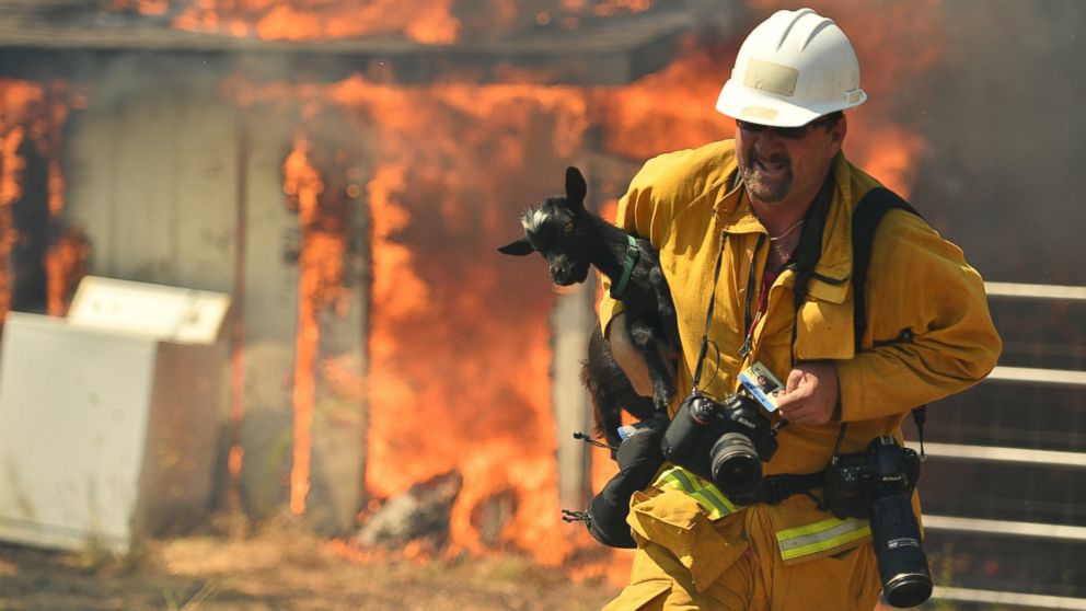 PHOTO: Freelance photographer Noah Berger rescues a goat while on assignment for the San Francisco Chronicle as flames envelope a property off of Bonham Road near Lower Lake, California, Aug. 14, 2016. 