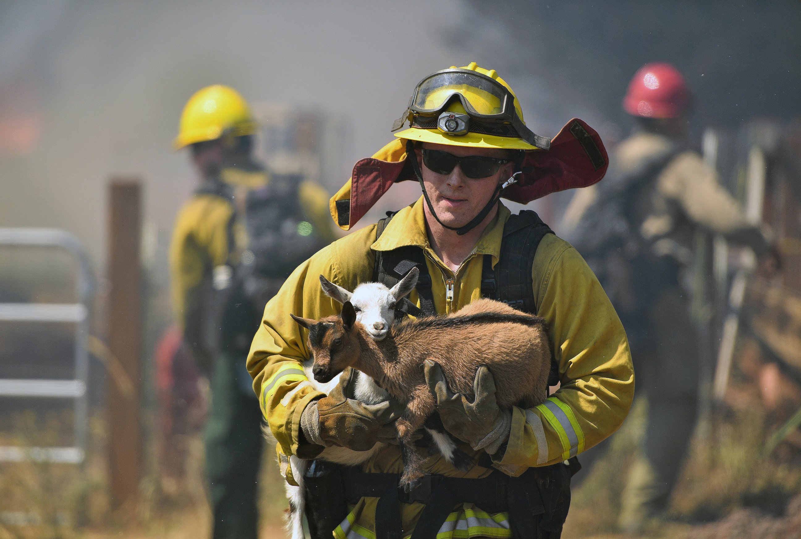 PHOTO: A firefighter rescues goats as flames from a wildfire envelope the area in Lower Lake, California, Aug. 14, 2016. 