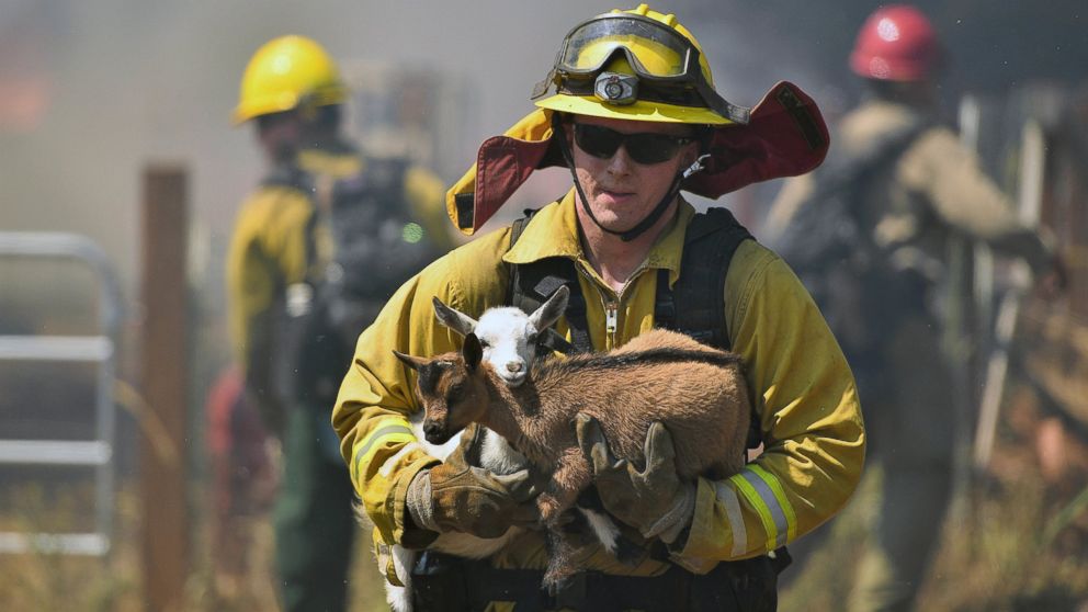 PHOTO: A firefighter rescues goats as flames from a wildfire envelope the area in Lower Lake, California, Aug. 14, 2016. 