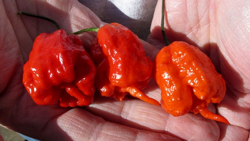 A man holds three Carolina Reaper peppers, in Fort Mill, S.C. 