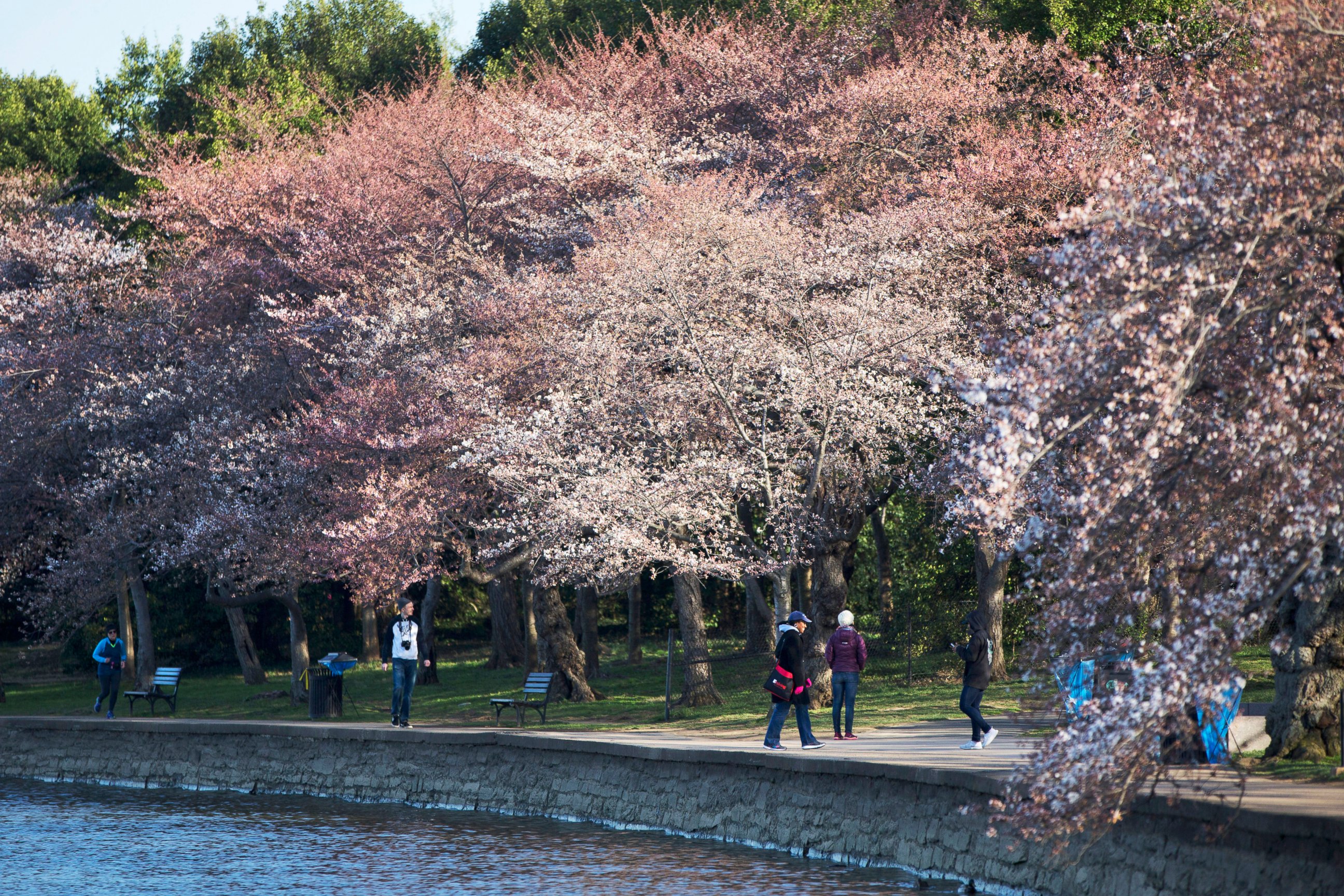 PHOTO: Some color has begun to show as cherry blossom trees begin to bloom along the tidal basin in Washington, March 21, 2016. 