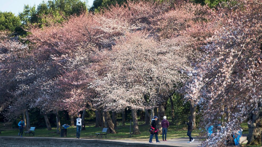 Tate High Showband Marches In Washington's National Cherry Blossom