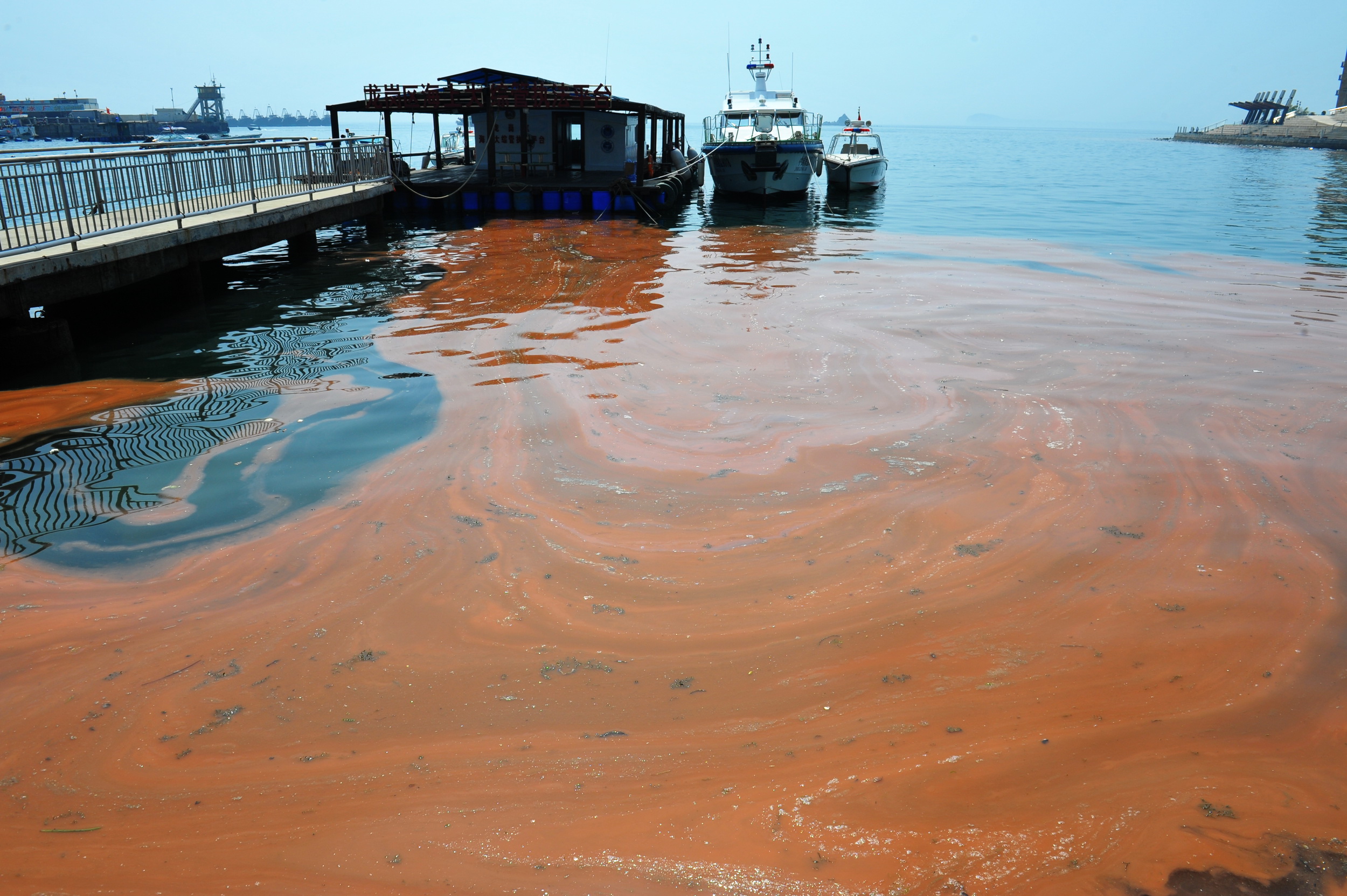 PHOTO: An algae called noctiluca scintillans mass propagated and caused red tide in Shenzhen, Guangdong, China on April 10, 2012. 