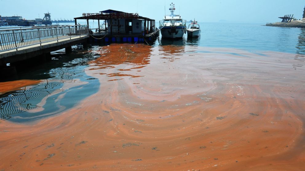 PHOTO: An algae called noctiluca scintillans mass propagated and caused red tide in Shenzhen, Guangdong, China on April 10, 2012. 