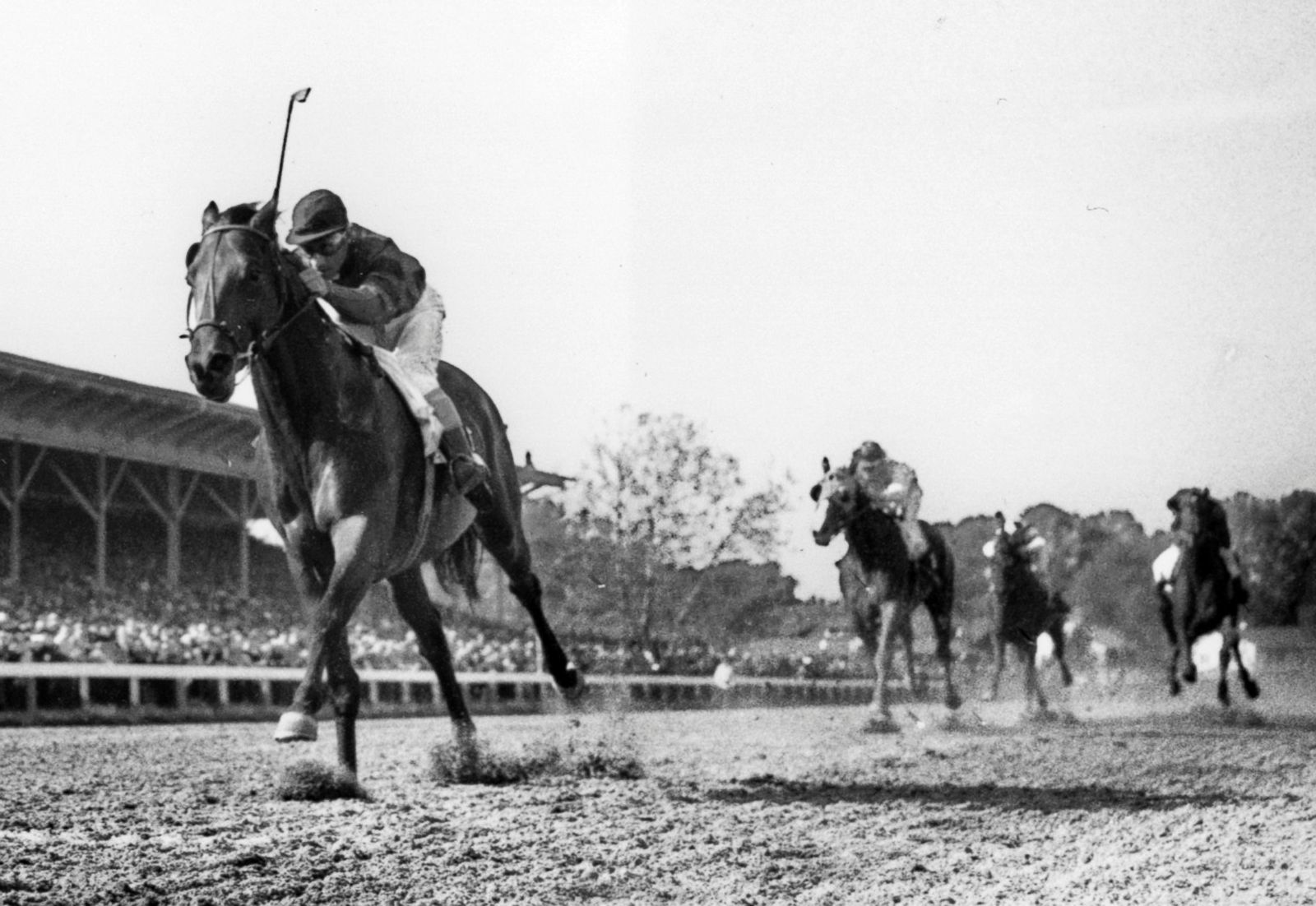 1948 Belmont Stakes Citation Glossy 11x14 Photo Print Triple Crown Winner Poster Sports Fan Apparel Souvenirs Sports Memorabilia Fan Shop Sports Cards