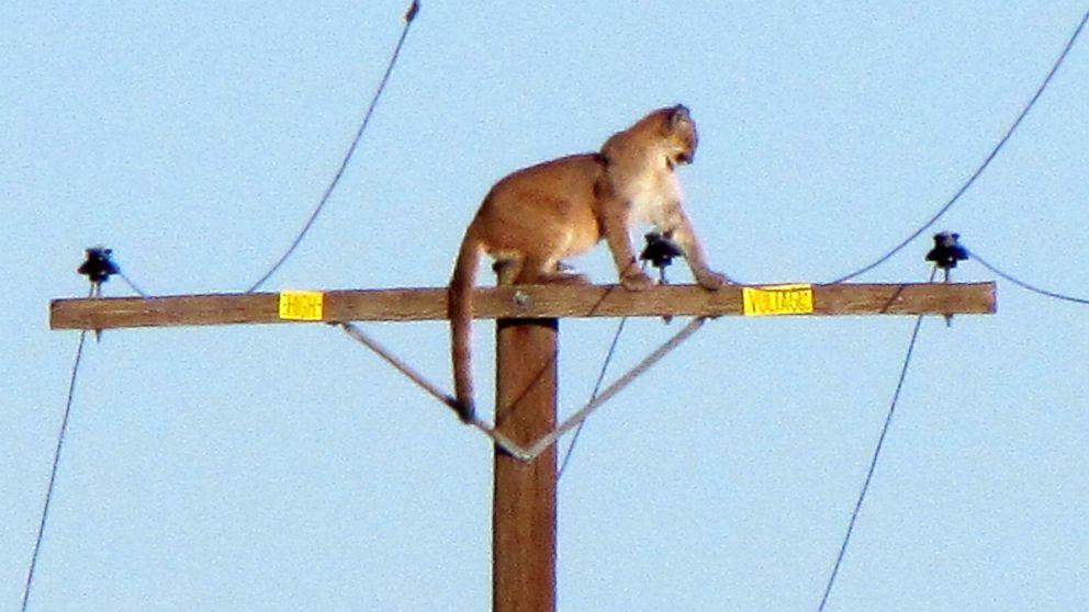 PHOTO: A mountain lion stands on a power pole in Lucerne Valley, Calif., Sept. 29, 2015.