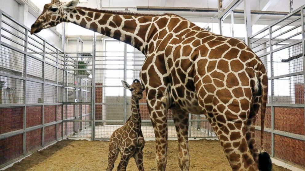Naming Rights For Dallas Zoo's Baby Giraffe Sold For $50K - ABC News