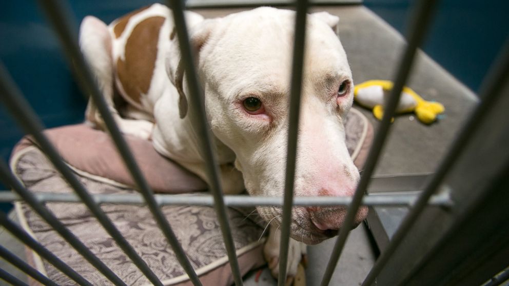This March 11, 2014 photo shows Mickey, a pit bull, at West Valley Animal Care Center in Phoenix, Ariz. Mickey attacked four-year-old Kevin Vicente on Feb. 20, 2014.