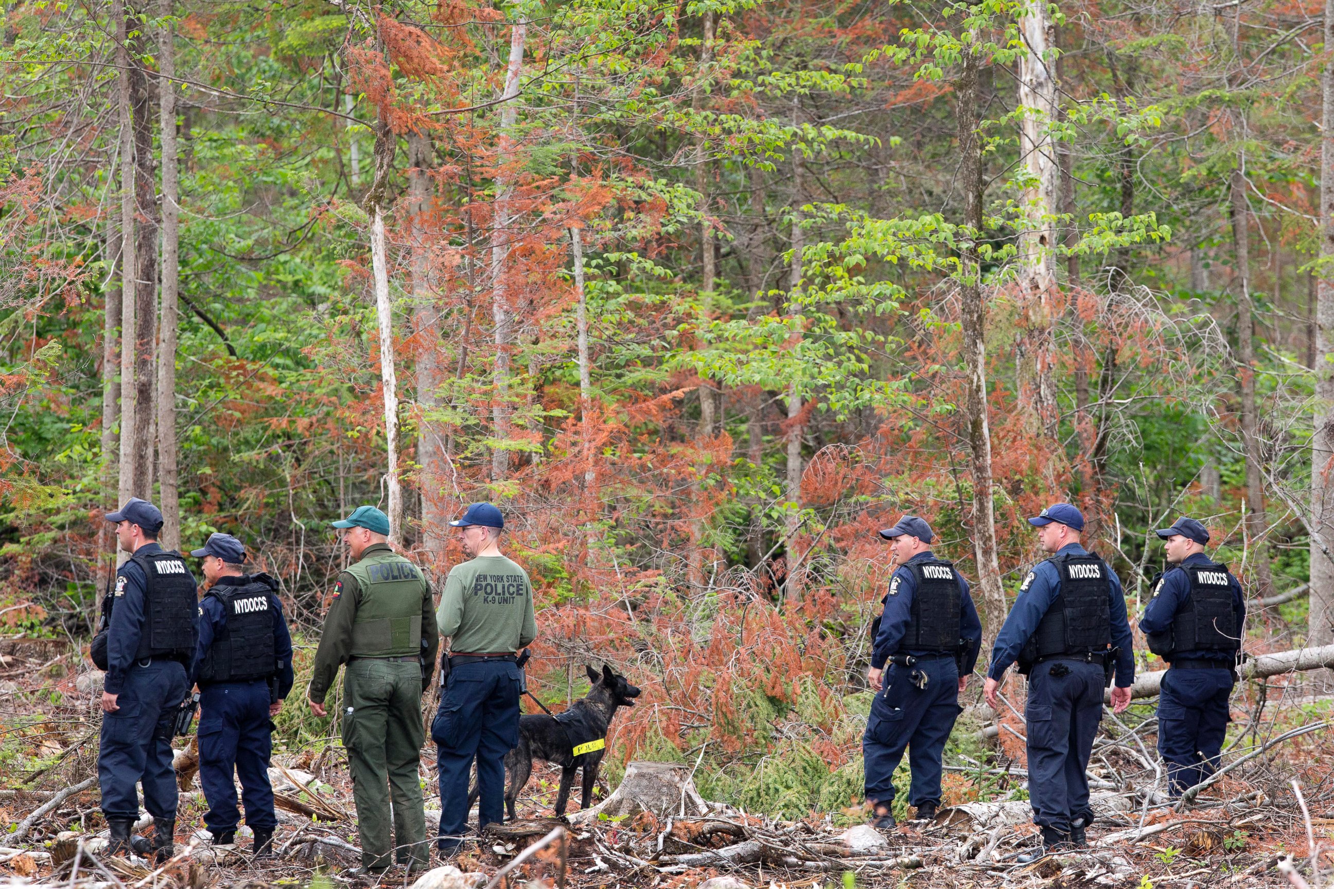 PHOTO: Corrections officers and a police dog start a search of woods near the Clinton Correctional Facility, June 16, 2015, in Dannemora, N.Y.
