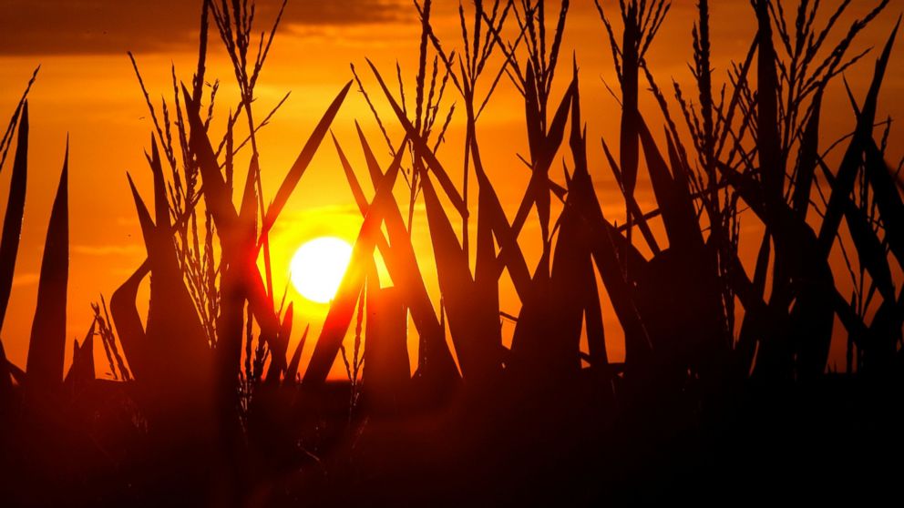 Corn stalks are silhouetted by a setting sun, July 22, 2016, in Pleasant Plains, Illinois, as the temperature hovers around 100 degrees. 
