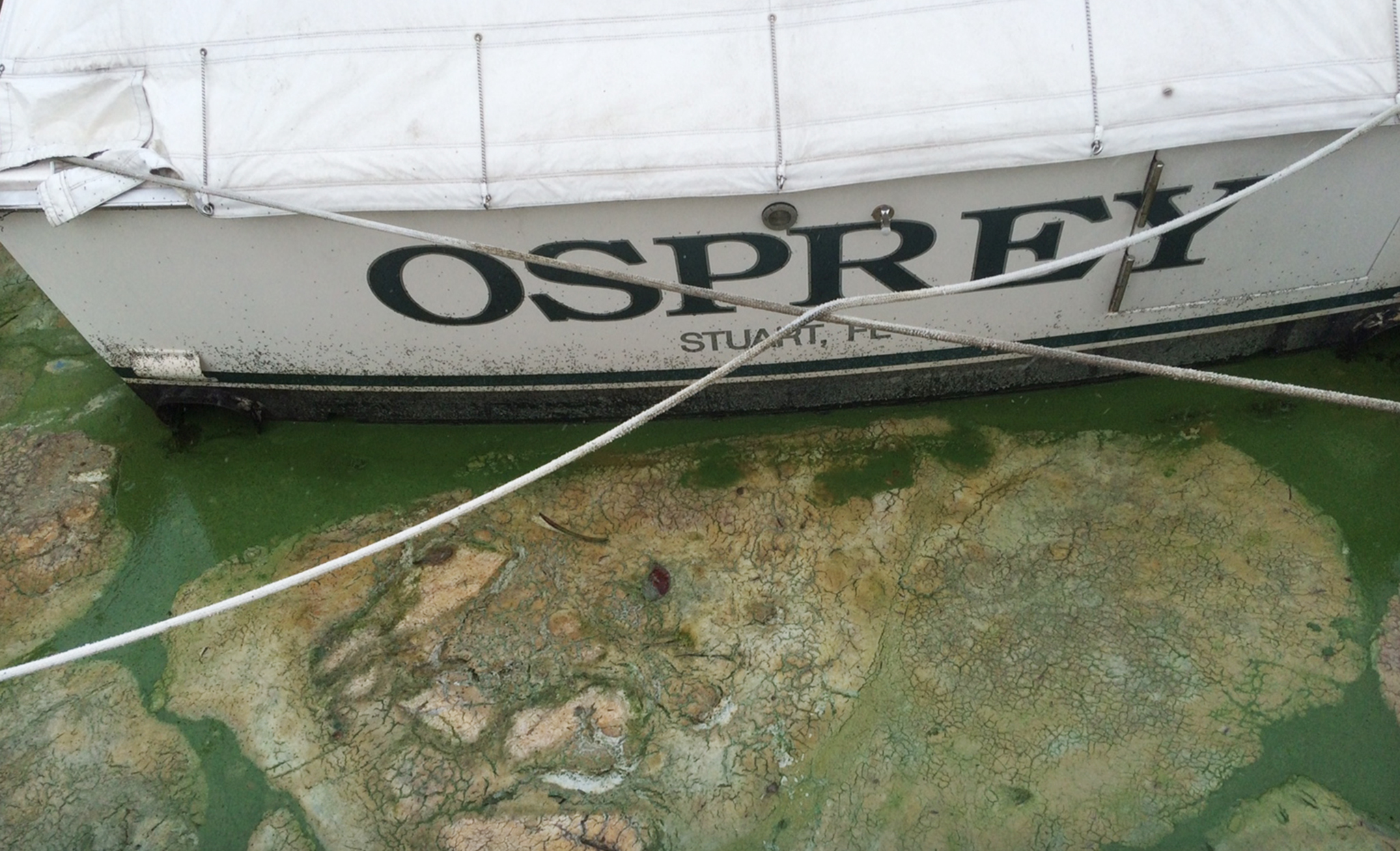 PHOTO: Algae covered water at Stuart's Central Marine boat docks is thick, June 30, 2016, in Stuart, Florida. 