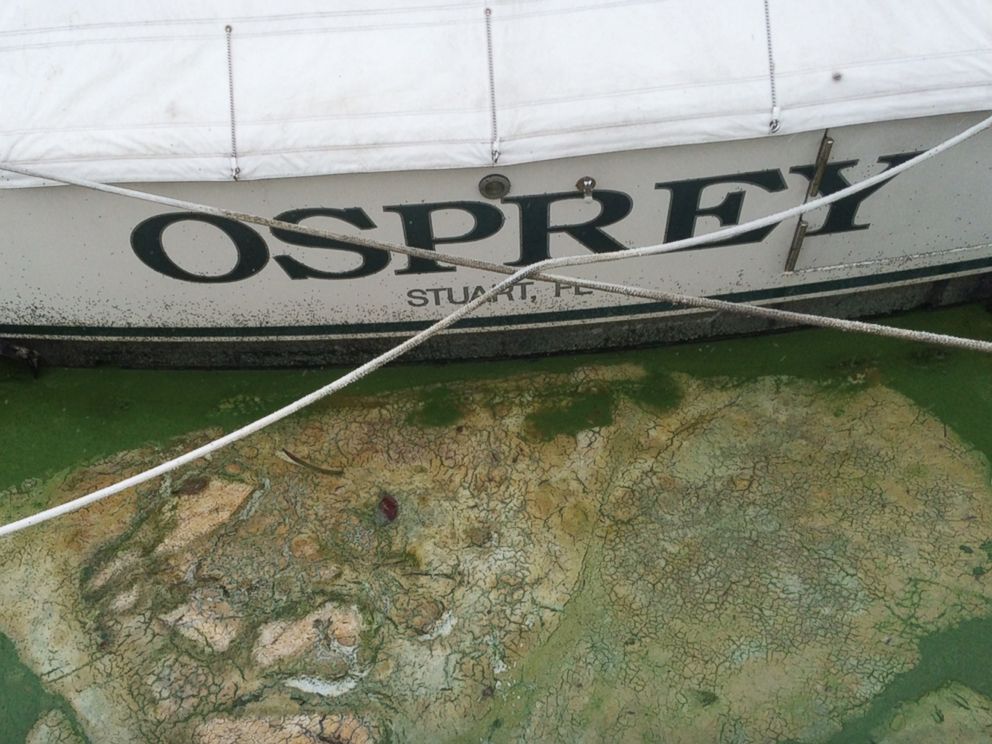 PHOTO: Algae covered water at Stuarts Central Marine boat docks is thick, June 30, 2016, in Stuart, Florida.