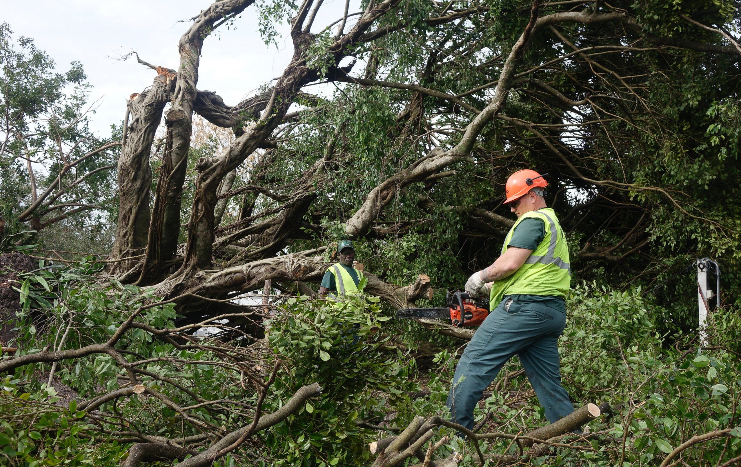 PHOTO: Workers cut limbs from a downed tree at Sand & Spurs equestrian park in Pompano Beach, Fla., Feb. 16, 2016.