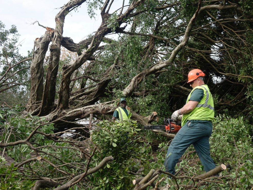 PHOTO: Workers cut limbs from a downed tree at Sand & Spurs equestrian park in Pompano Beach, Fla., Feb. 16, 2016.