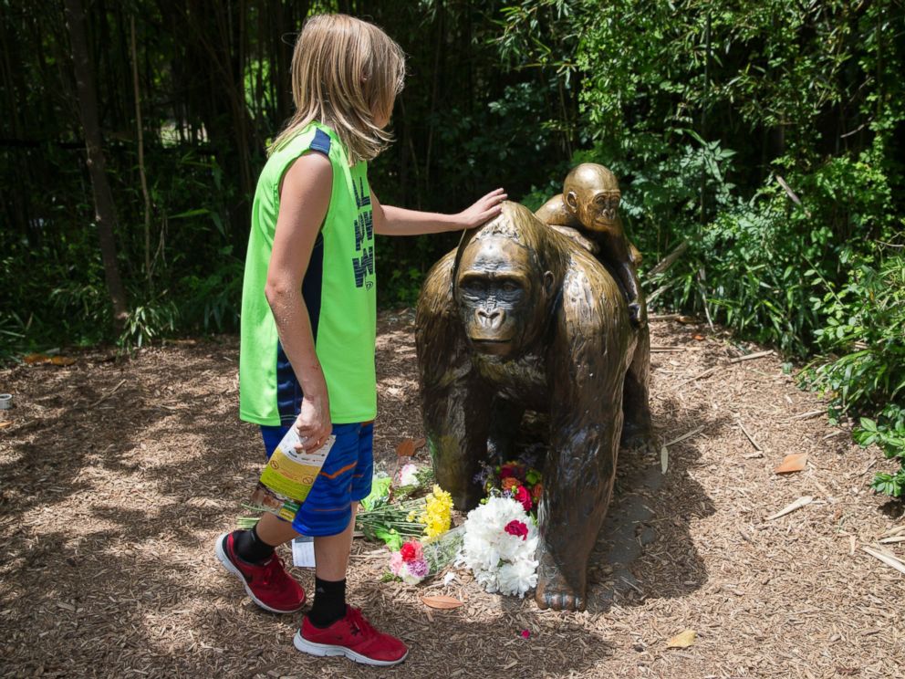 PHOTO: A child touches the head of a gorilla statue where flowers have been placed outside the Gorilla World exhibit at the Cincinnati Zoo & Botanical Garden, May 29, 2016, in Cincinnati.