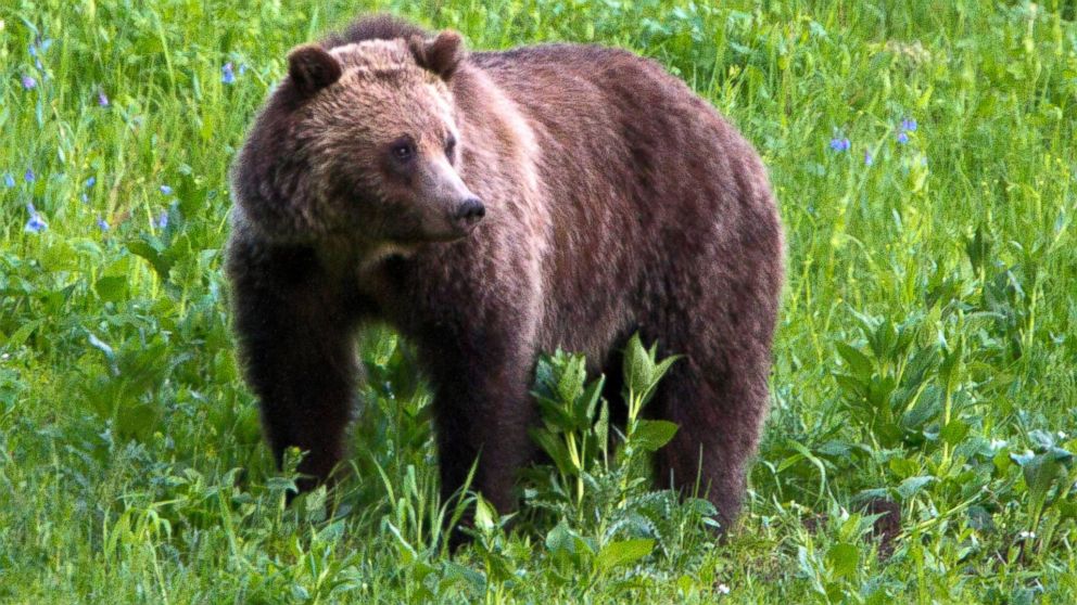 This July 6, 2011 file photo shows a grizzly bear roaming near Beaver Lake in Yellowstone National Park, Wyo. 