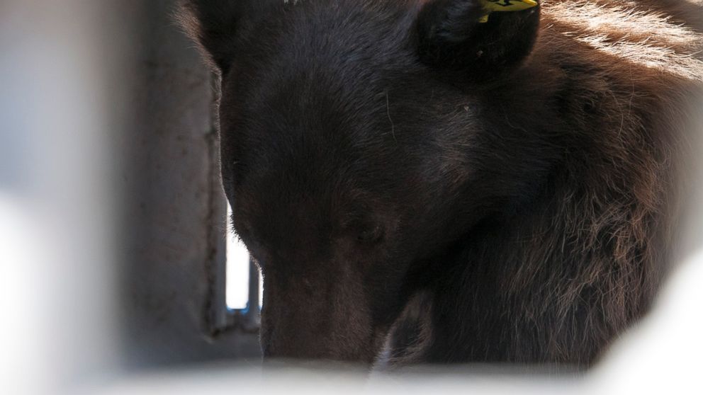 A black bear captured in Carson City sits in a trap outside the Nevada Department of Wildlife headquarters in Reno, Nev., Oct. 2, 2014, awaiting its release back to the wild. 
