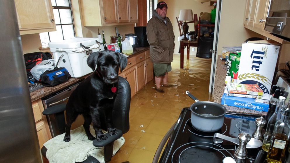 PHOTO: Rowdy the dog finds refuge on an office chair in Harvey Cook's flooded home in Hammond, La., March 11, 2016, after heavy rains caused low areas to flood. 