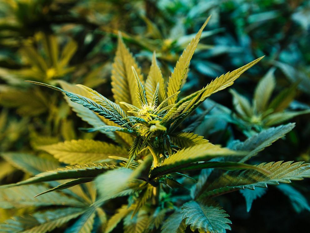 PHOTO: A medical marijuana plant at a dispensary in Seattle is seen, Nov. 7, 2012.
