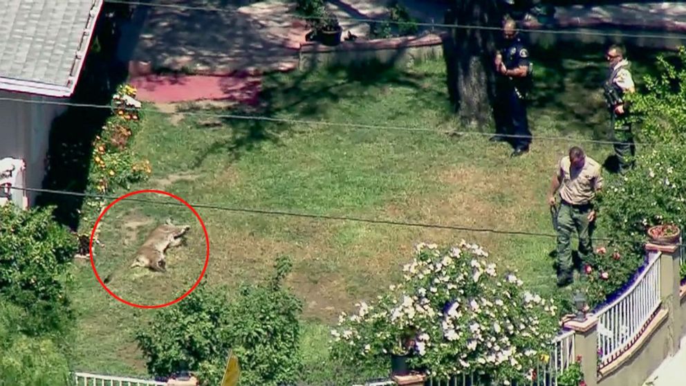 PHOTO: Animal control officers and a police officer stand watch over a mountain lion that has been tranquilized in the yard of a home near John F. Kennedy High School in the Granada Hills area of Los Angeles, April 15, 2016. 