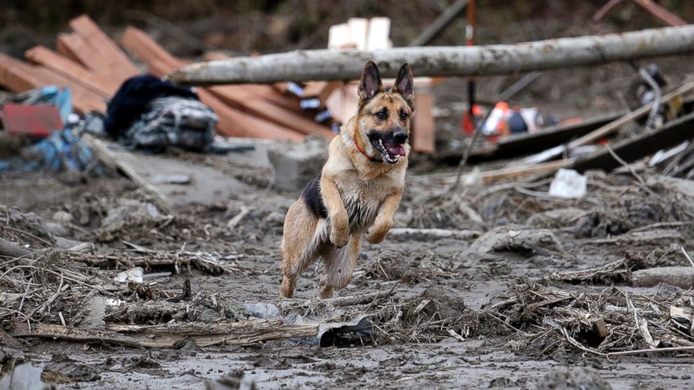 PHOTO: Search dog Stratus leaps through a debris field while working with a handler following a deadly mudslide, March 25, 2014, in Oso, Wash.