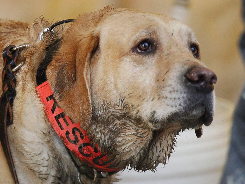 PHOTO: Rescue dog Nexus, muddy from working onsite, waits to be decontaminated via hose at the west side of the mudslide on Highway 530 near mile marker 37 in Arlington, Wash., March 30, 2014.