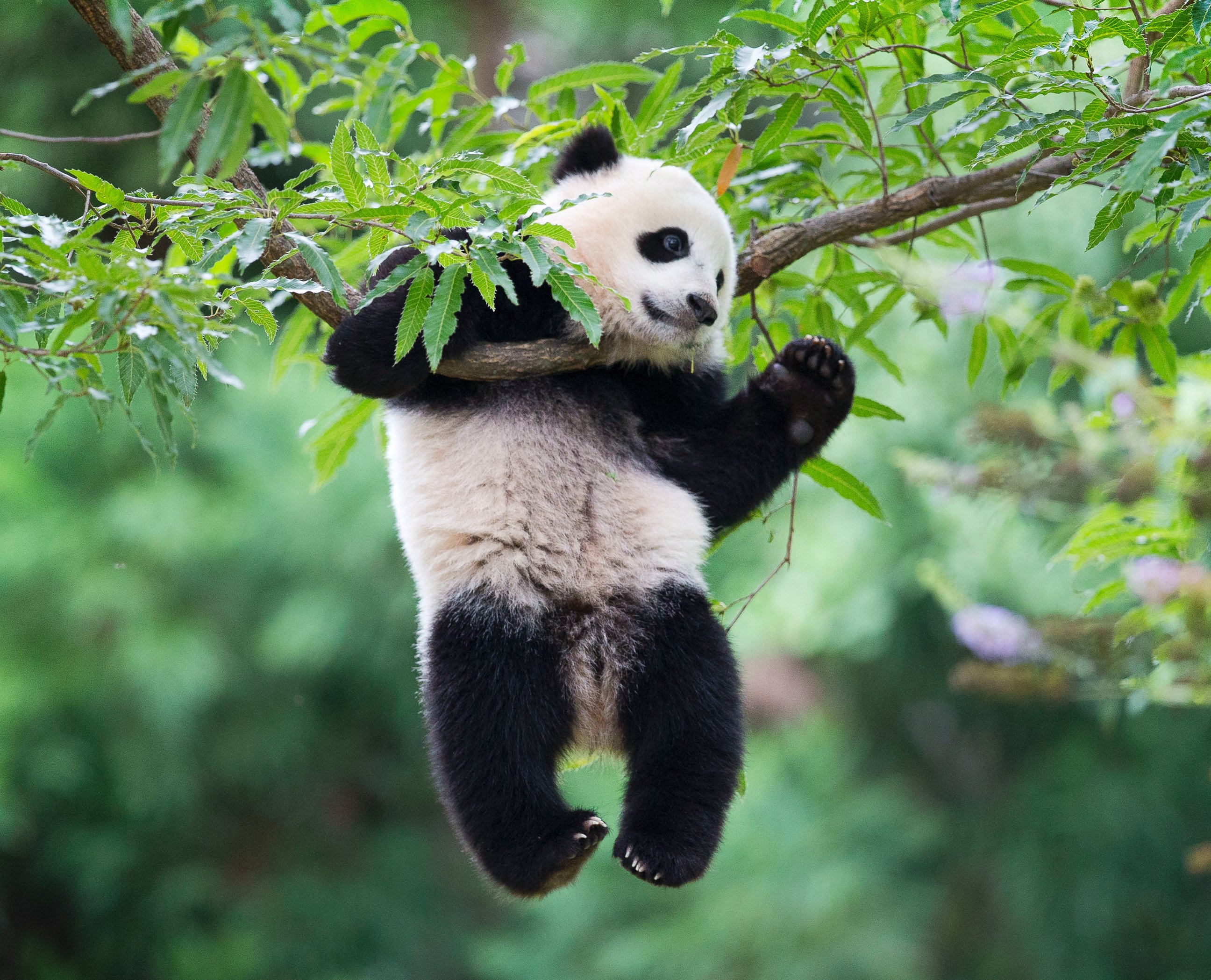 PHOTO: Panda cub Bao Bao hangs from a tree in her habitat at the National Zoo in Washington on her first birthday, Aug. 23, 2014. 