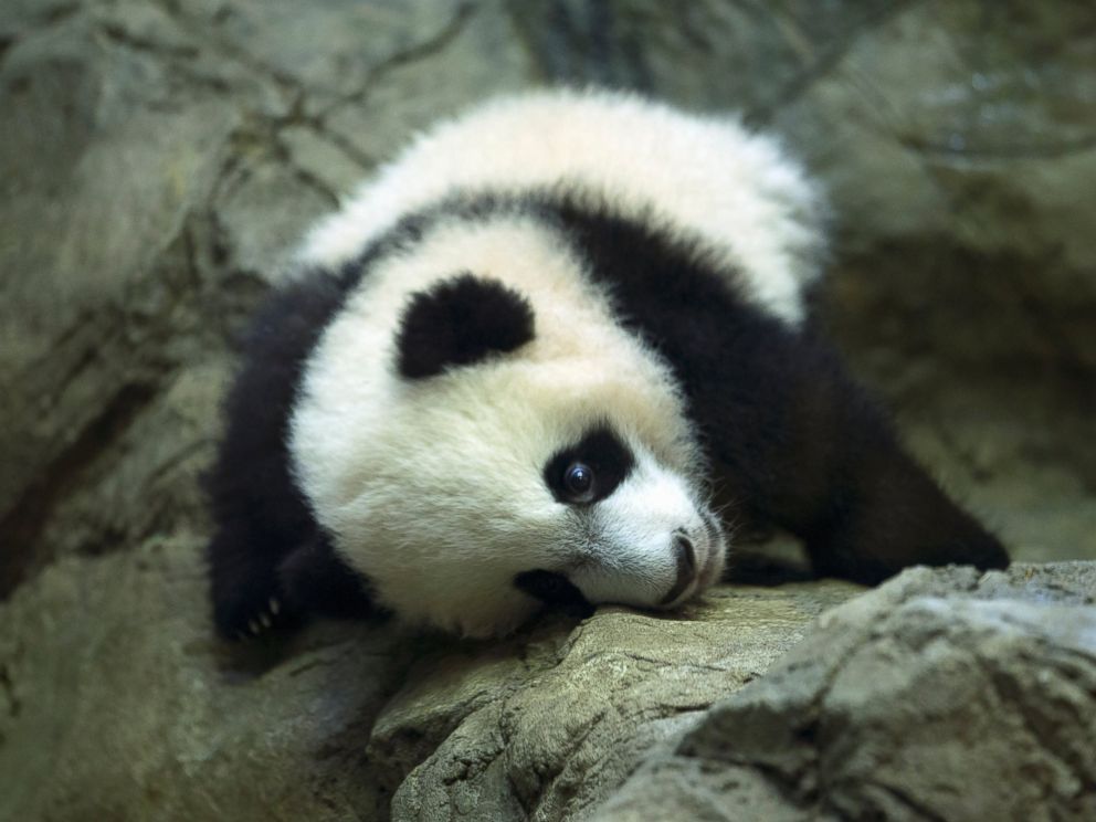 PHOTO: Giant panda cub Bei Bei, seen through glass, roams in his pen at the National Zoo in Washington, Jan. 16, 2016. 