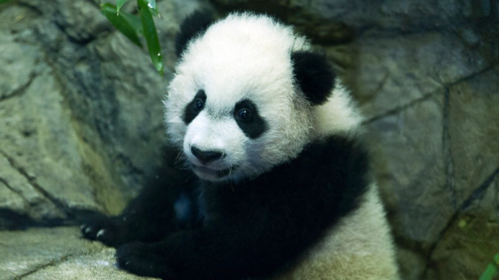 VIDEO: Bei Bei the Panda Makes Adorable Debut