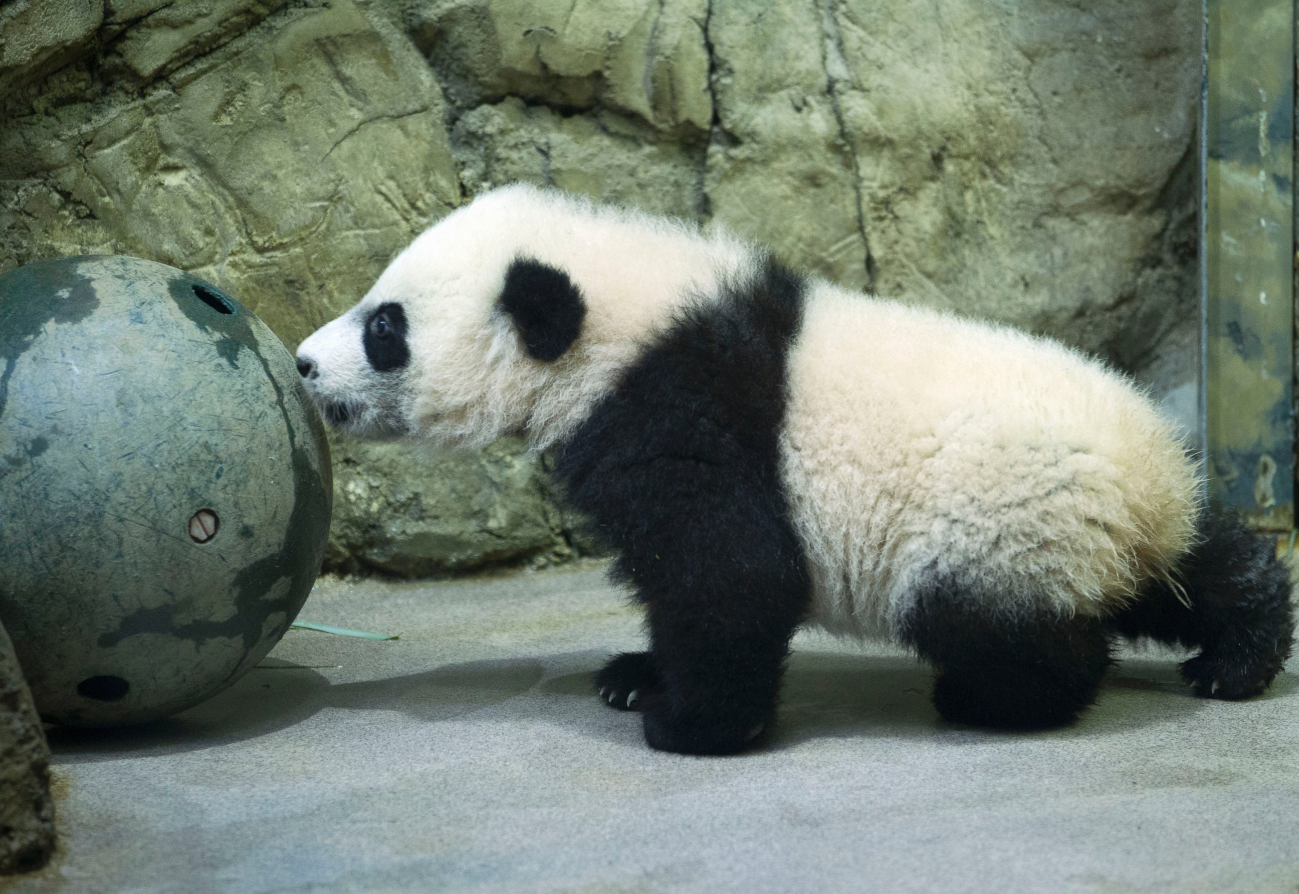 PHOTO: Giant panda cub Bei Bei, seen through glass, roams in his pen at the National Zoo in Washington, Jan. 16, 2016. 
