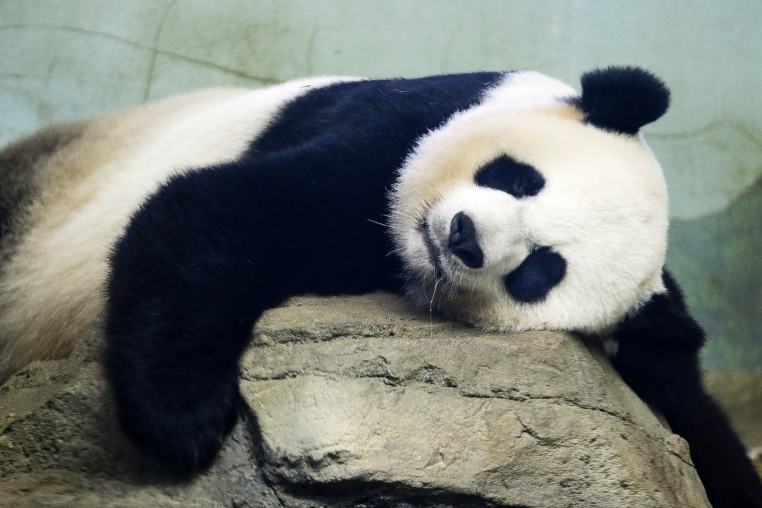 PHOTO: The Smithsonian National Zoo's Giant Panda Mei Xiang, mother of panda youngster Bao Bao who was born Aug. 23, 2013, sleeps in the indoor habitat at the zoo in Washington, Aug. 12, 2015. 