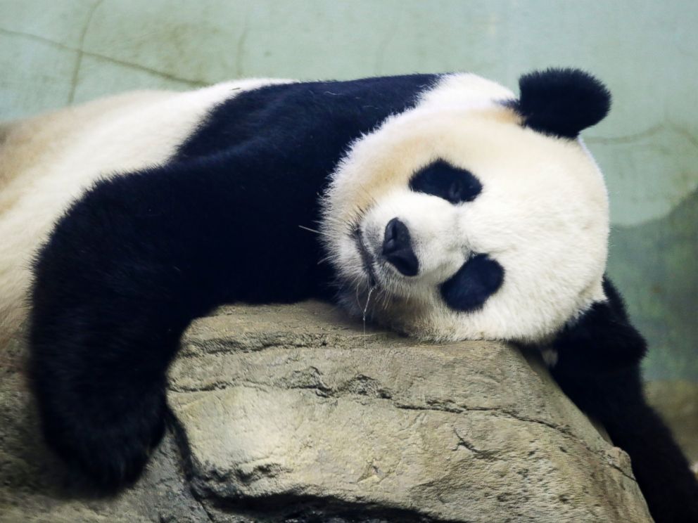 National Zoo's Giant Panda, Mei Xiang, Gives Birth to 2 Cubs - ABC News