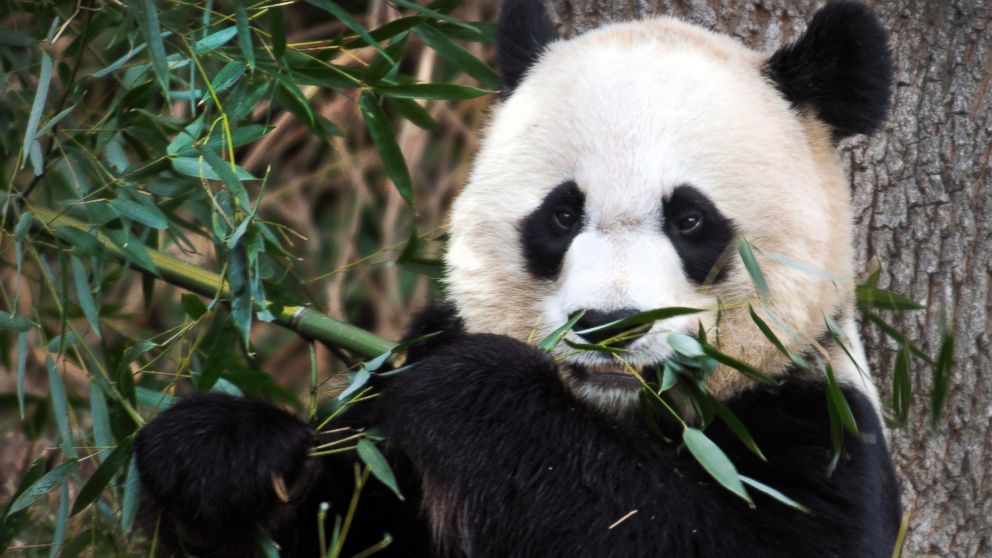 National Zoo's Giant Panda, Mei Xiang, Gives Birth to 2 Cubs - ABC News